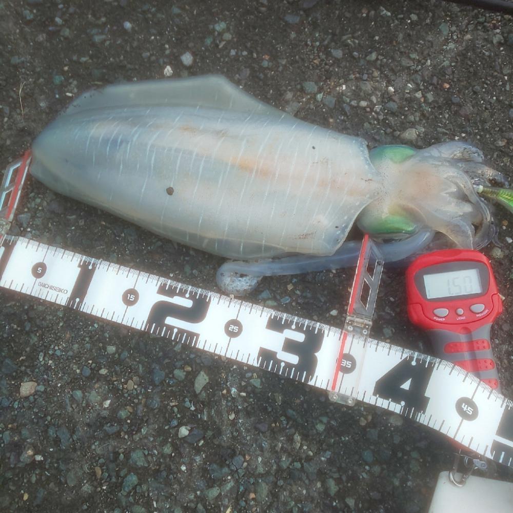 ギュィンギュィン、ジーー