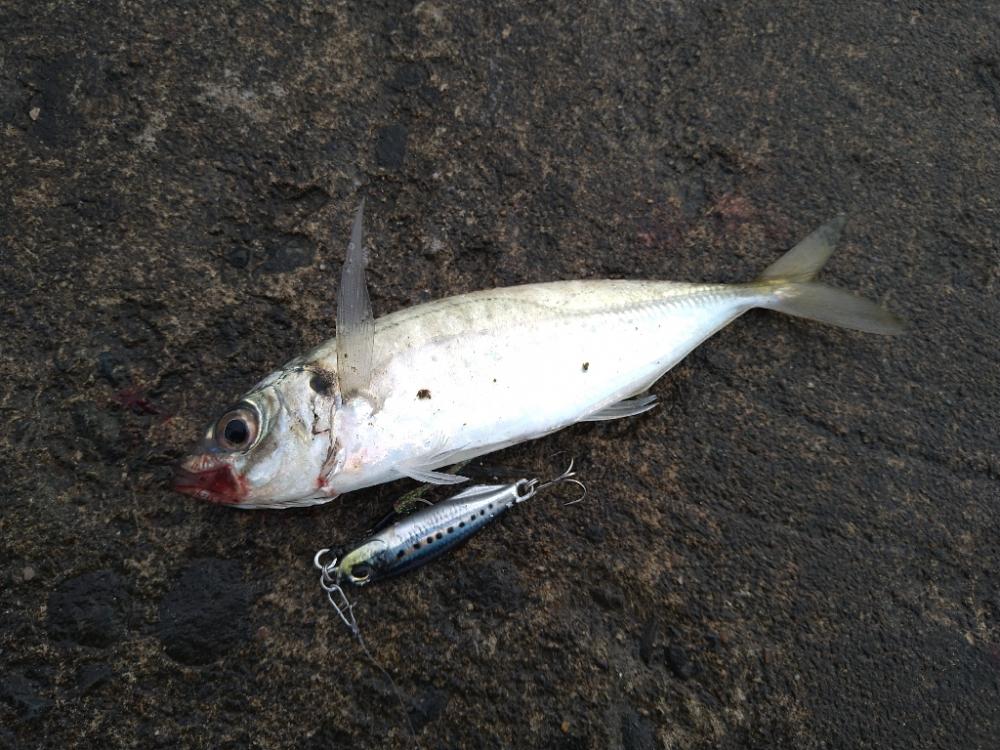 チョイ荒れ釣行