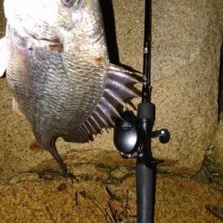 シーバス釣れない。