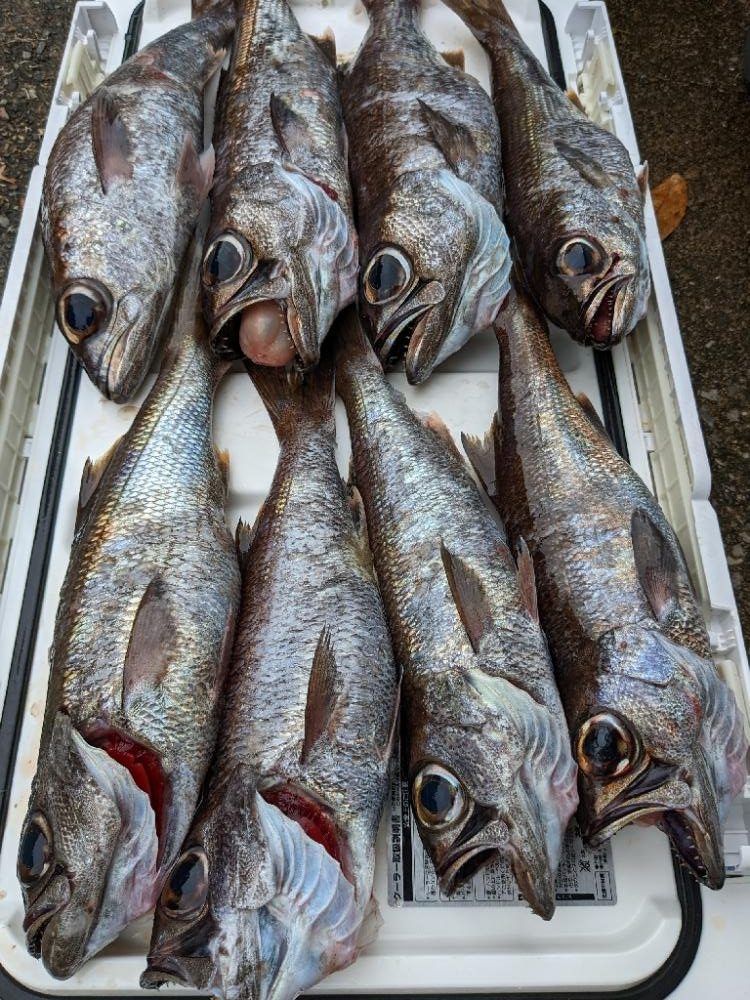 今シーズン初クロムツ