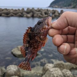 え？アジわ?…#$=@#$