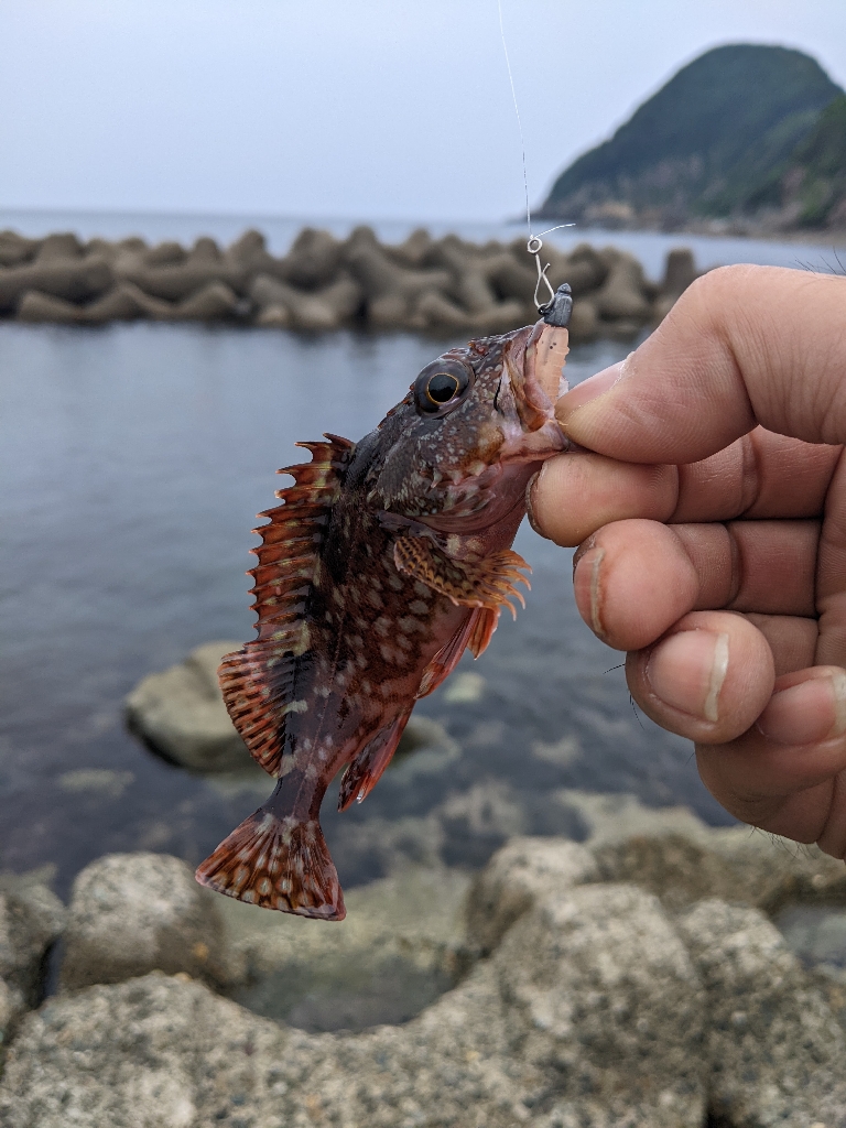 え?アジわ?…#$=@#$