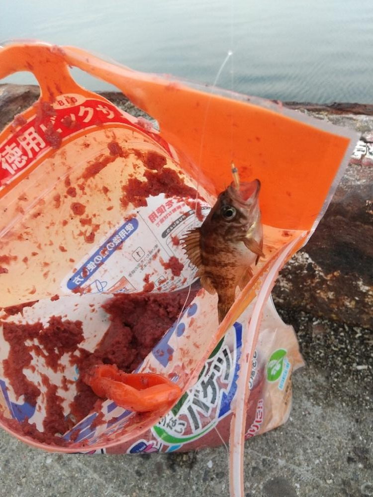 まさかのサビキで