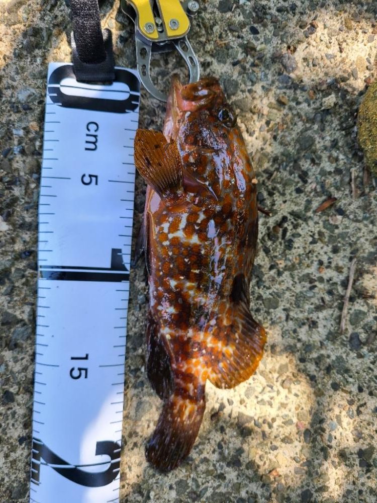 大きいヤツに会いに行く