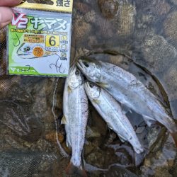 本流アマゴ釣り