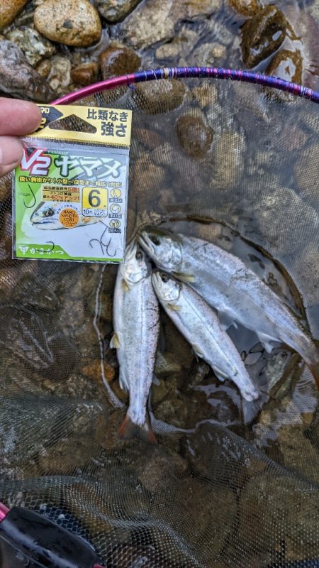 本流アマゴ釣り