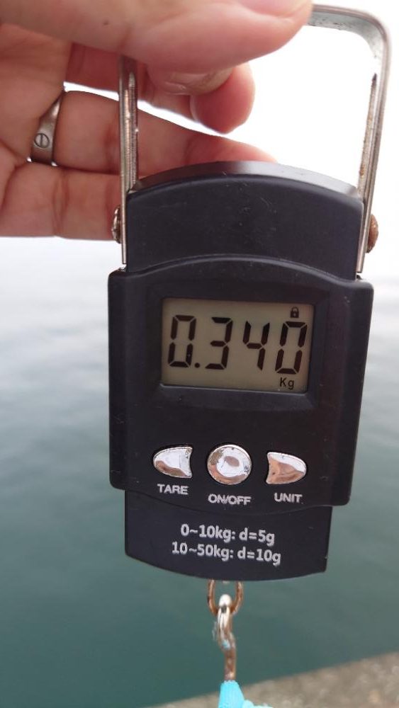 タコ、成長してきた