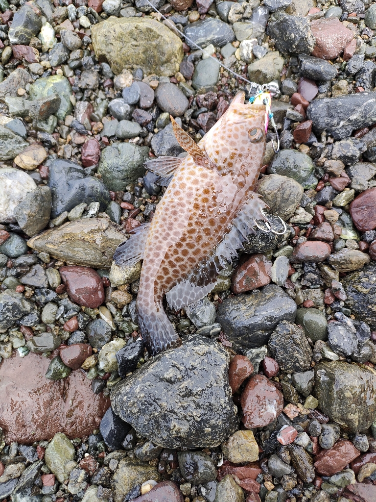 ショアジギング