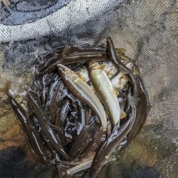 飛騨川漁協　支流鮎解禁