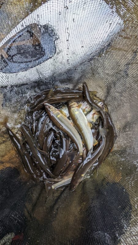 飛騨川漁協　支流鮎解禁