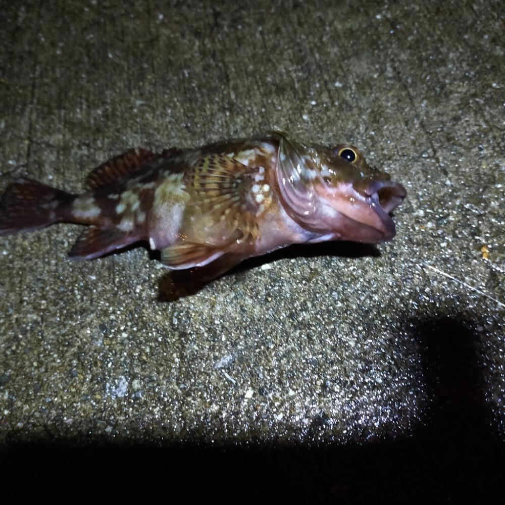 ウキ釣り練習 夜釣り