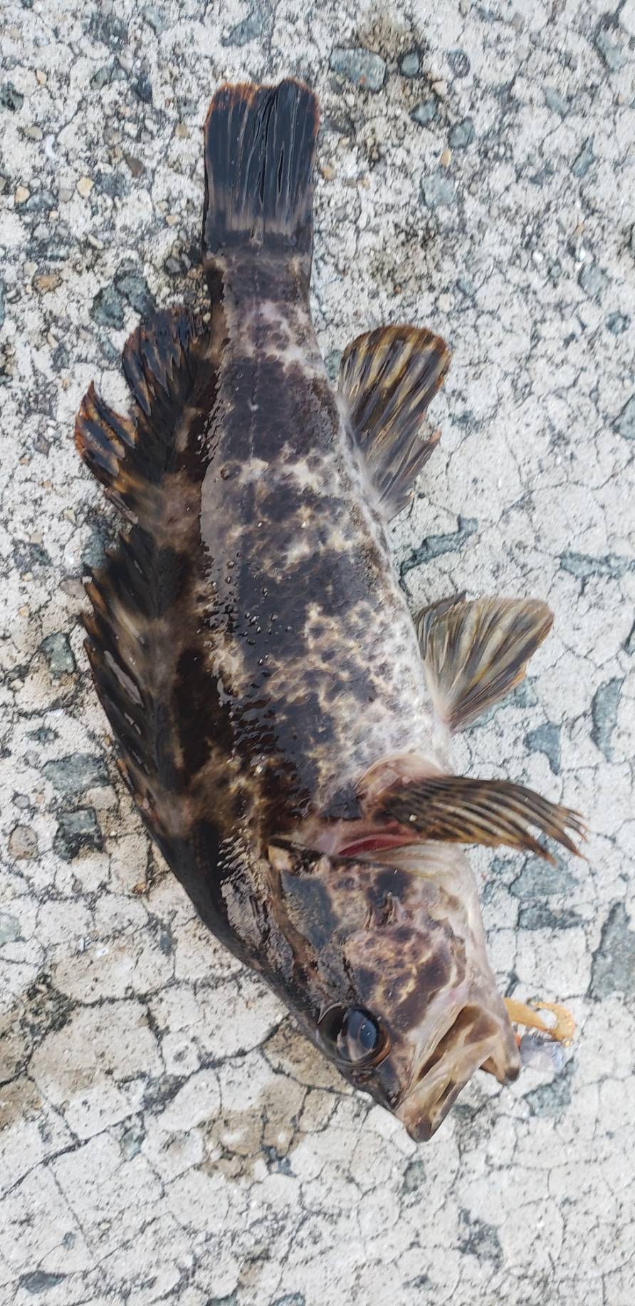 アジ探し@佐野漁港