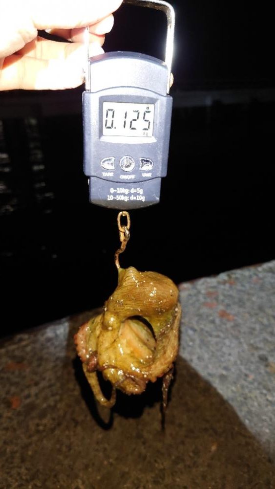 タコ釣れたけど