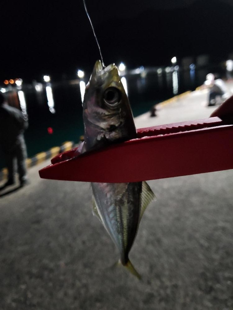 アジング楽しい~!!!