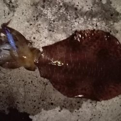 またもや２キロアップ！