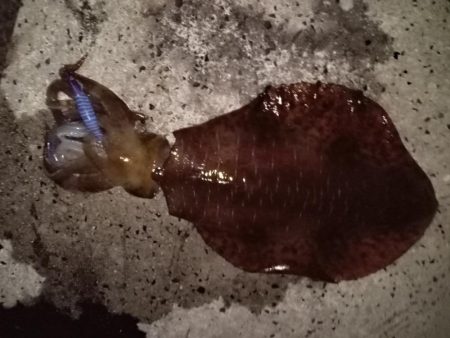 またもや２キロアップ！