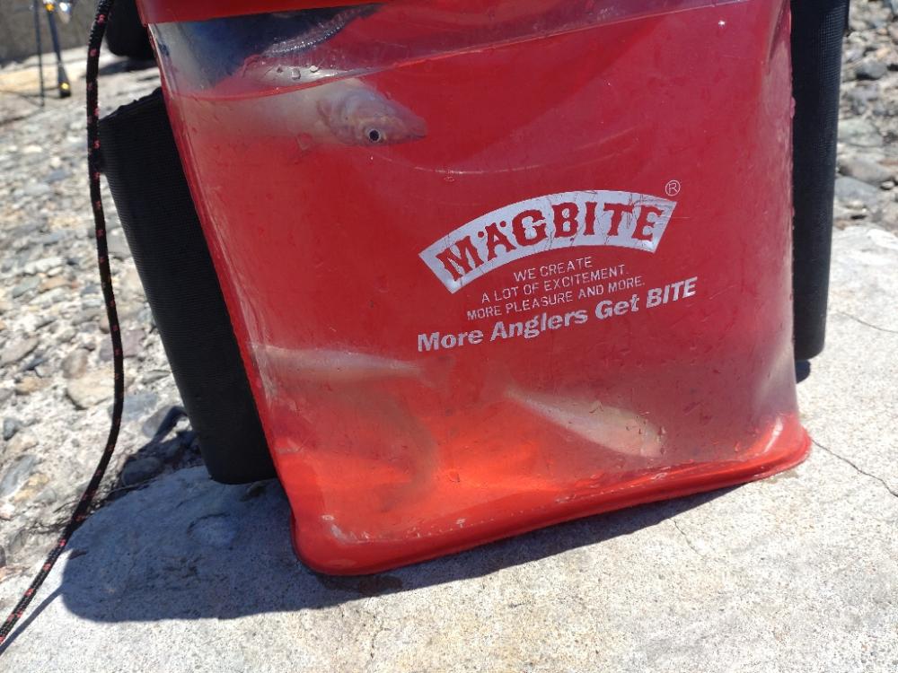 猛暑のキス釣り