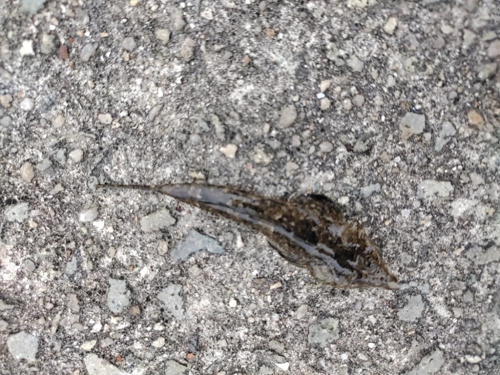 アジ後キス@泉大津