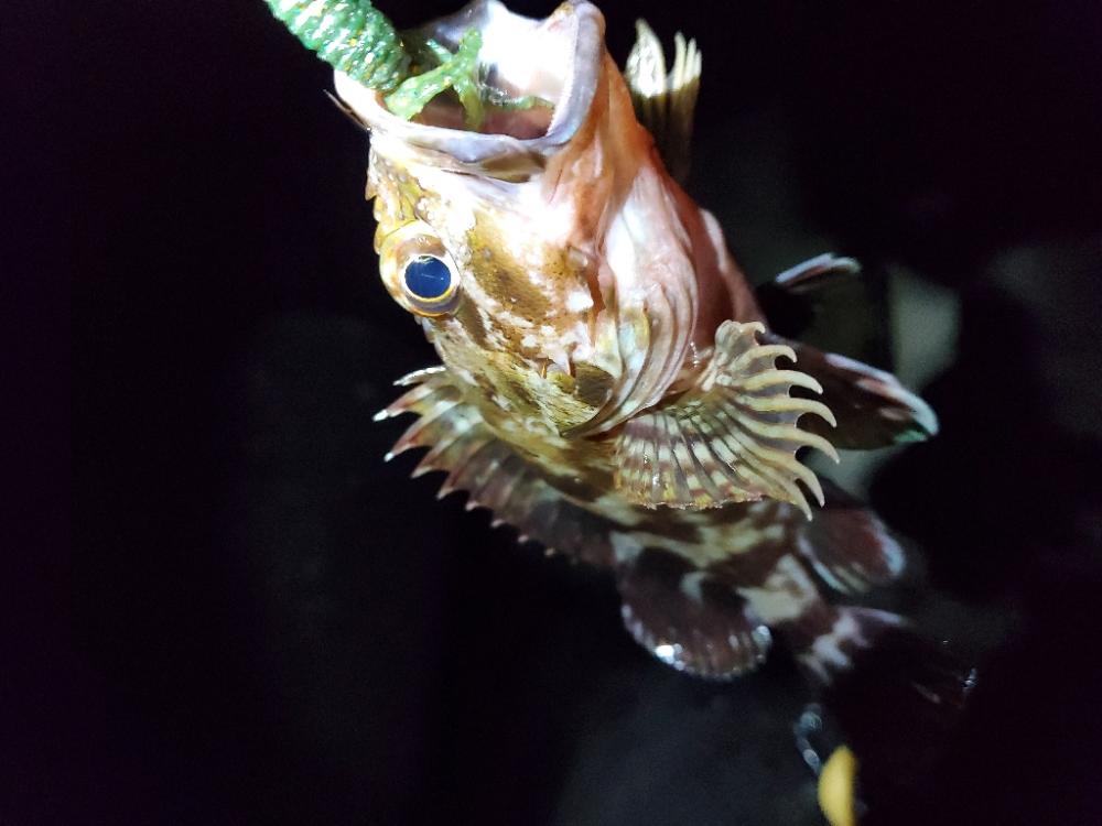 久々のライトゲーム