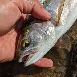 本流アマゴ釣り