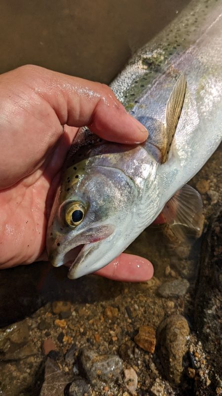 本流アマゴ釣り