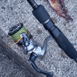 アジング@深日す