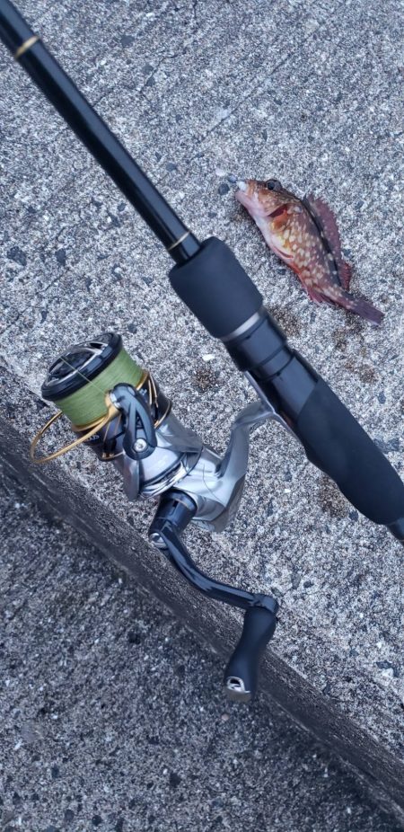 アジング@深日す