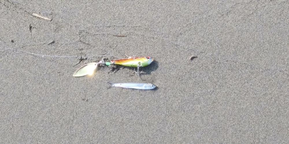 嬉シーバス⤴️