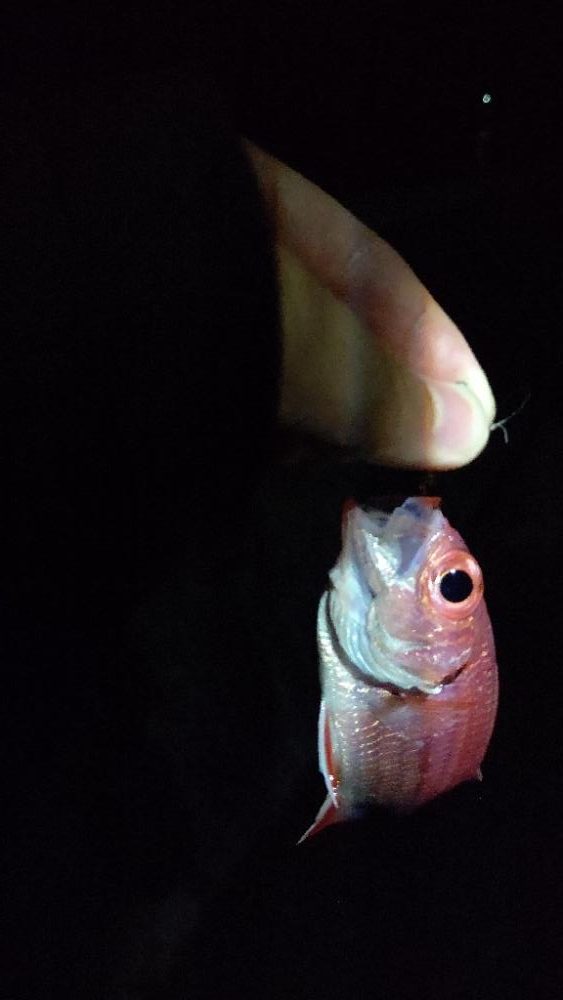 小さいやつしかよう釣らん。