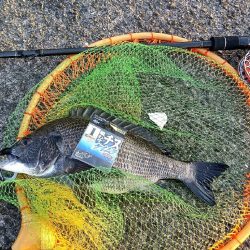 武庫川一文字で落とし込み釣り