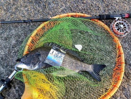 武庫川一文字で落とし込み釣り