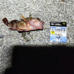 須磨一文字　半夜釣り