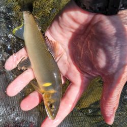 有田川鮎釣り