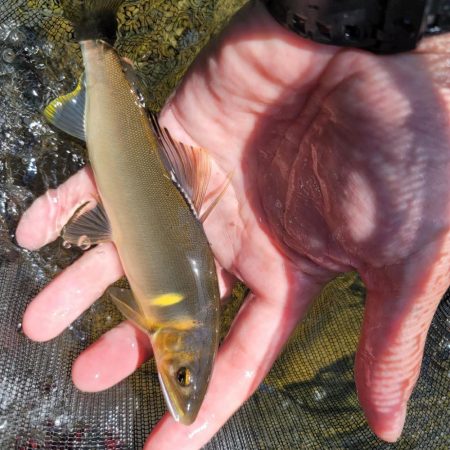 有田川鮎釣り