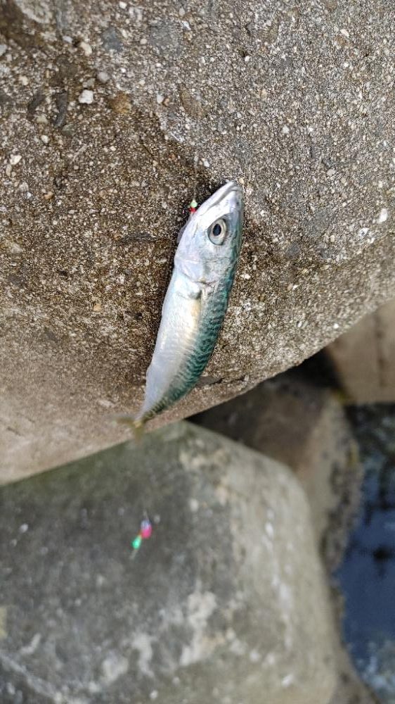 岬町ライトゲーム3