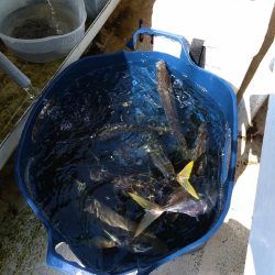 アジ狙いの乗合船