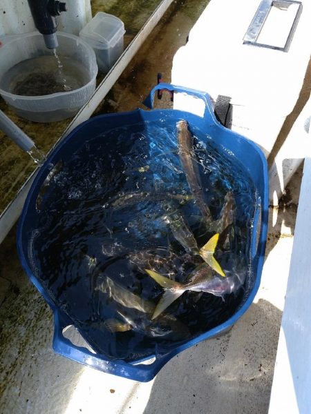 アジ狙いの乗合船