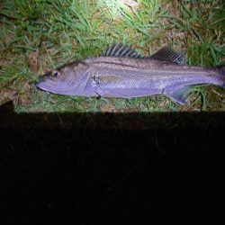 雨の中何とか一匹