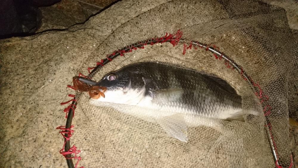 チニング安定釣果