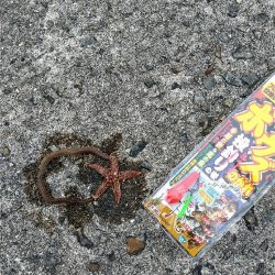 虫エサでカサゴ狙い☆