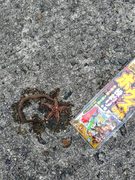 虫エサでカサゴ狙い☆