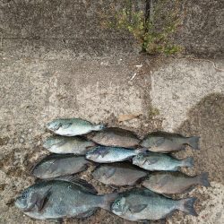 クロ釣り(畝刈)