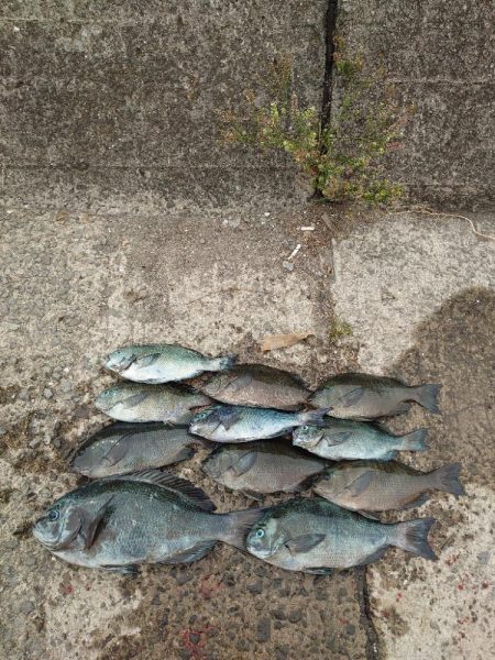 クロ釣り(畝刈)