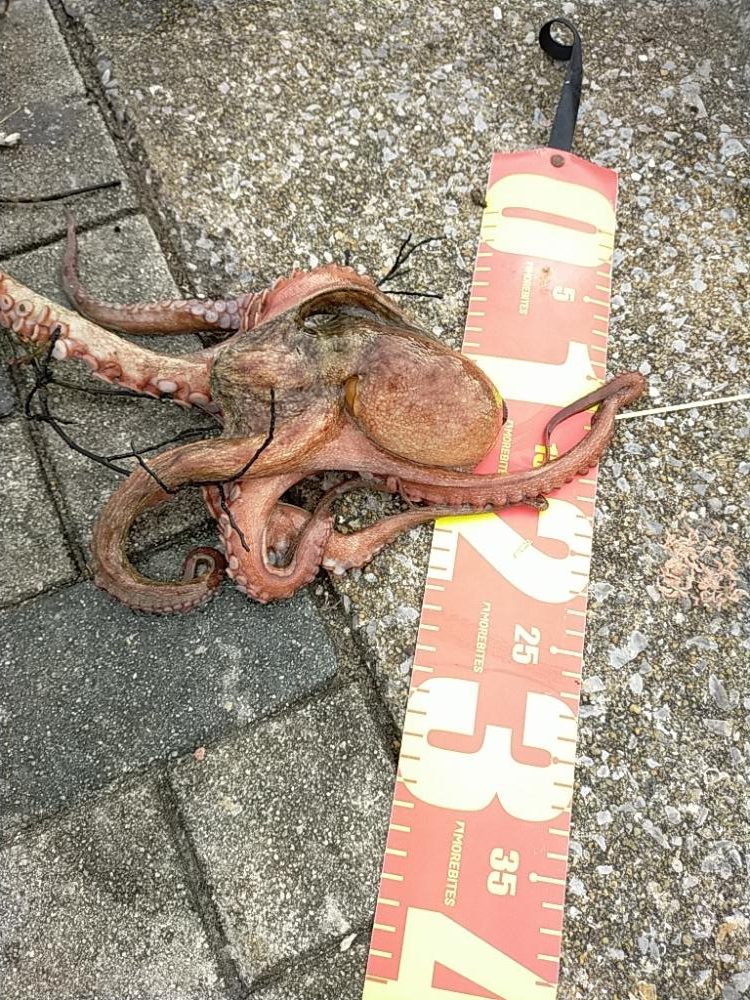 想定外の朝タコ