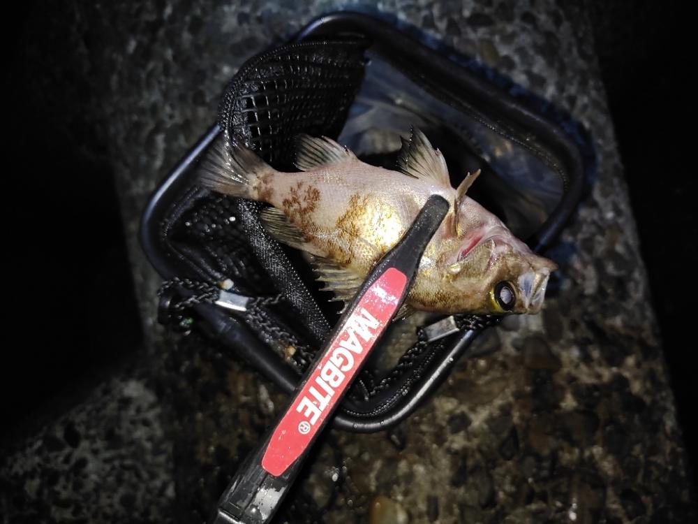 メバリング@樽井