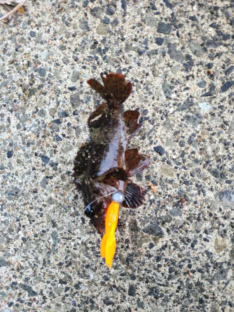 ロックフィッシュ好調!