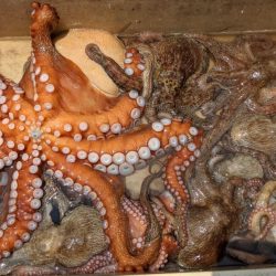 伊勢湾沖タコ釣り開幕！