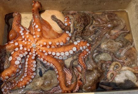 伊勢湾沖タコ釣り開幕！