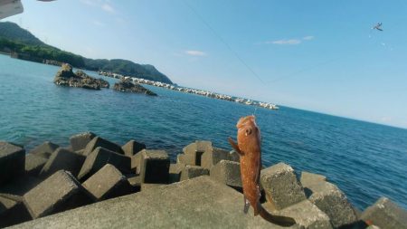 アコウ　アイナメ　釣りと趣味のKちゃんねる