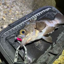 二見の梅雨メバル絶好調